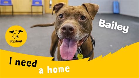 dogs trust registered office.